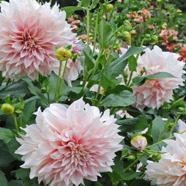 30 Dahlia Pompon Dahlia Tuber Seeds BW91059-5