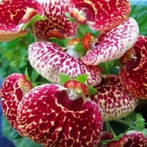 10 Rare Slipper Flower Fascination Flower Seeds EW91001-22