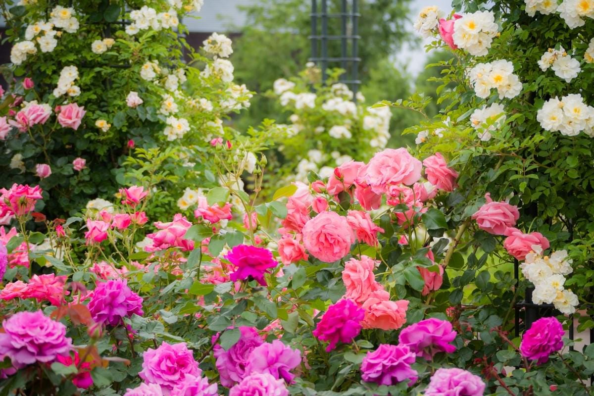 rose♡ 61wA5Mum-AS._UY300_.jpg