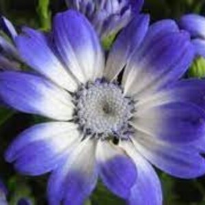 20 Cineraria Flower Seeds EW91005-3