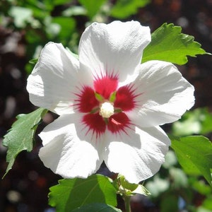 20 Hibiscus mutabilis Flower Seeds FW97015-16