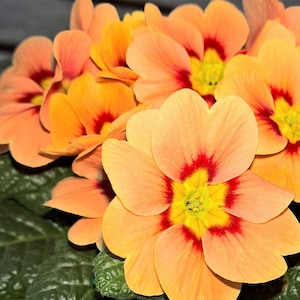 May include: Close-up of a cluster of orange and red primrose flowers with green leaves. The flowers have a yellow center and a red ring around the center.