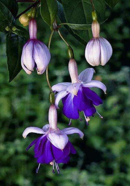 50 Fuchsia Flower Seeds FW95226-36 - Etsy