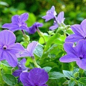 40 Browallia Bush Violet Seeds CW91039