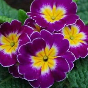 20 Primula Vulgaris Flower Seeds BW91055-69