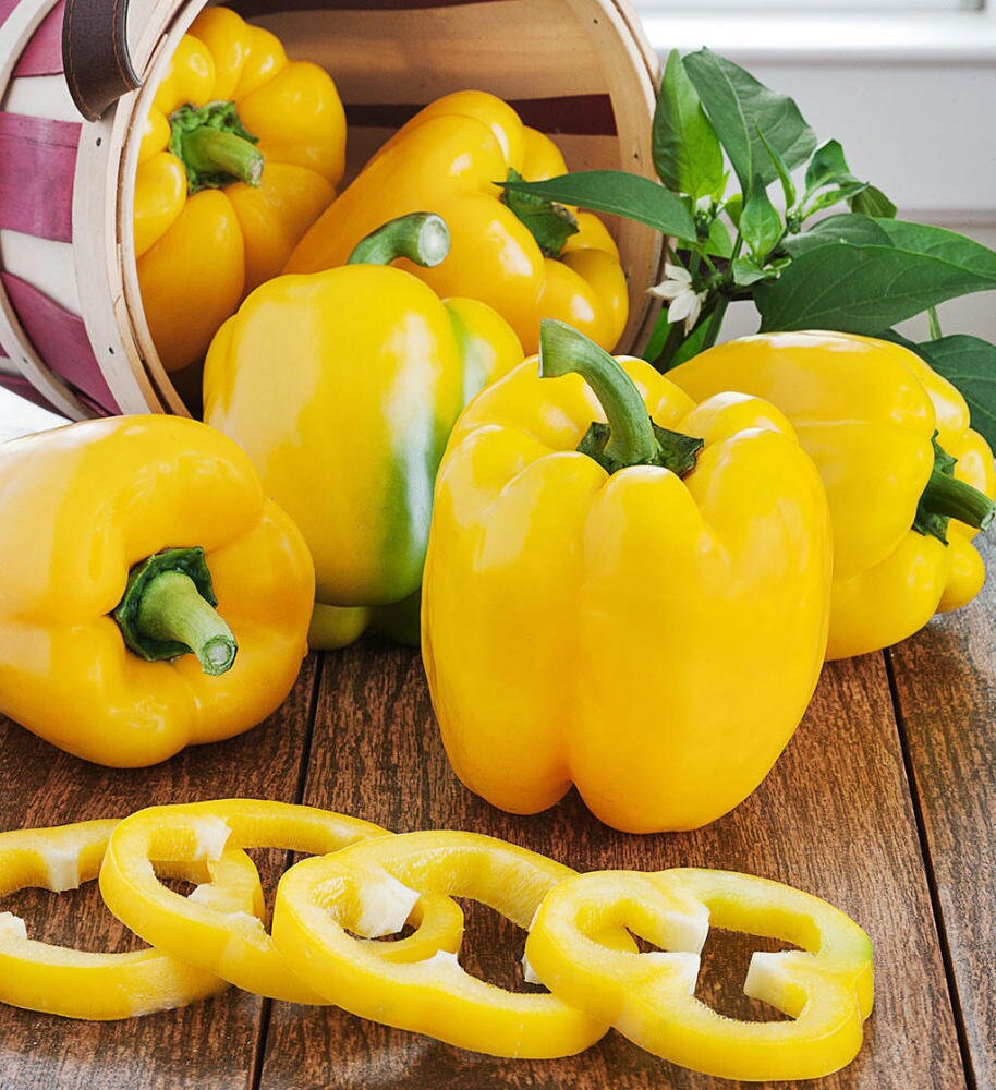 10 Yellow Sweet Bell Pepper Seeds BW99001