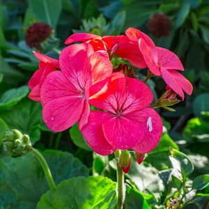 30 Geranium Seeds Pelargonium Seeds HW96205-27