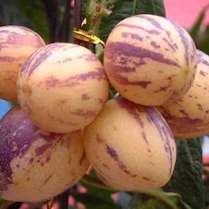 Puede incluir: Un racimo de melones pepino maduros, tambi&eacute;n conocidos como pera de mel&oacute;n, con una piel rayada amarilla y morada. Las frutas est&aacute;n dispuestas en un racimo, mostrando su aspecto &uacute;nico.