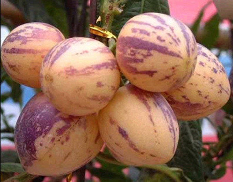 Puede incluir: Un racimo de melones pepino maduros, tambi&eacute;n conocidos como pera de mel&oacute;n, con una piel rayada amarilla y morada. Las frutas est&aacute;n dispuestas en un racimo, mostrando su aspecto &uacute;nico.