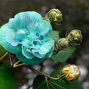 20 Hibiscus mutabilis Flower Seeds FW97015-7