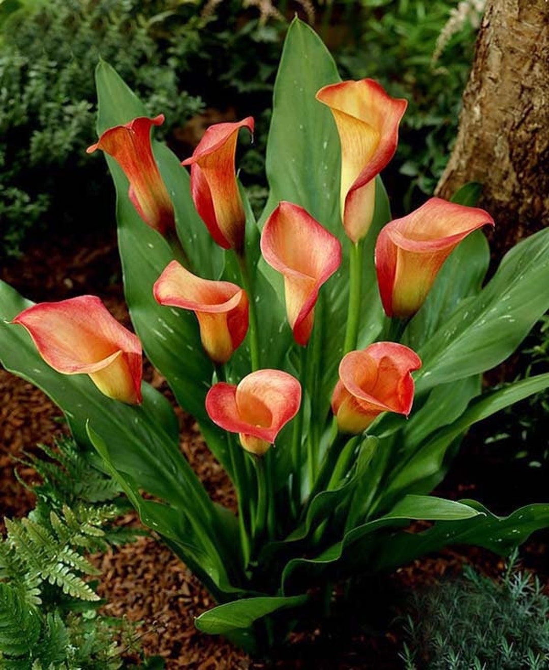 Gukj 2 Calla Lily Bulbs HW96204-10 - Etsy