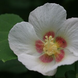 20 Hibiscus mutabilis Flower Seeds FW97015-30