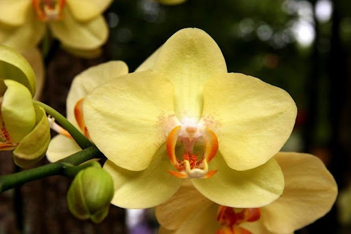 10 Orchid flower Seeds HW91010-253
