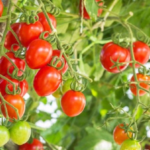 Darby Red And Yellow Tomato Bounty Hunter Seeds Heirlooms