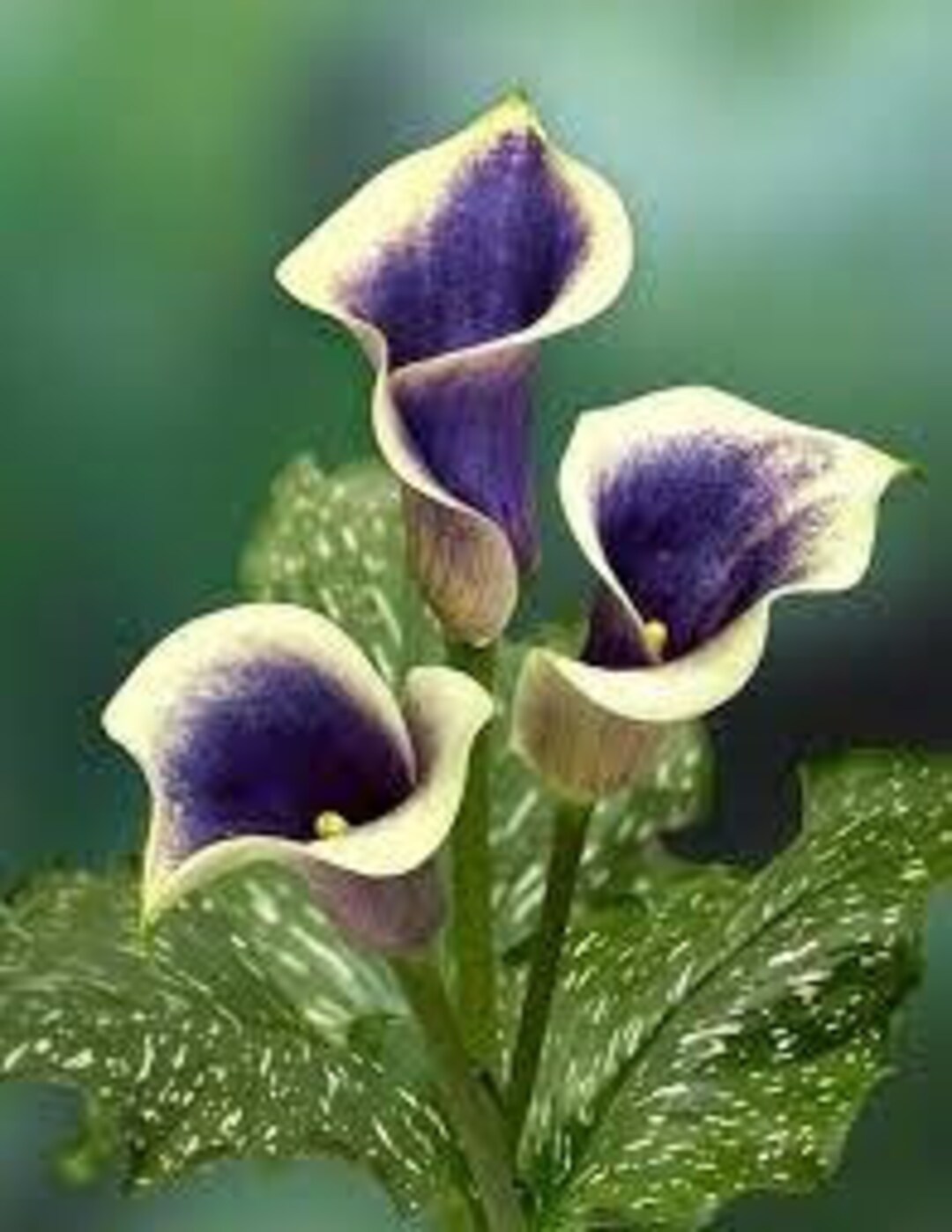 Lily il_1080xN.4346708449_q6ua.jpg