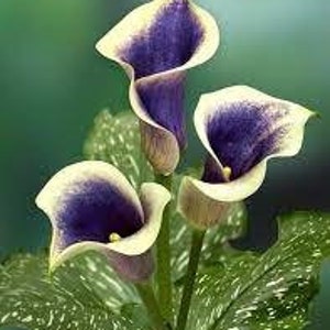 May include: Three white and purple calla lilies with green leaves.