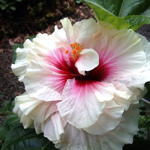 20 Hibiscus mutabilis Flower Seeds FW97015-10