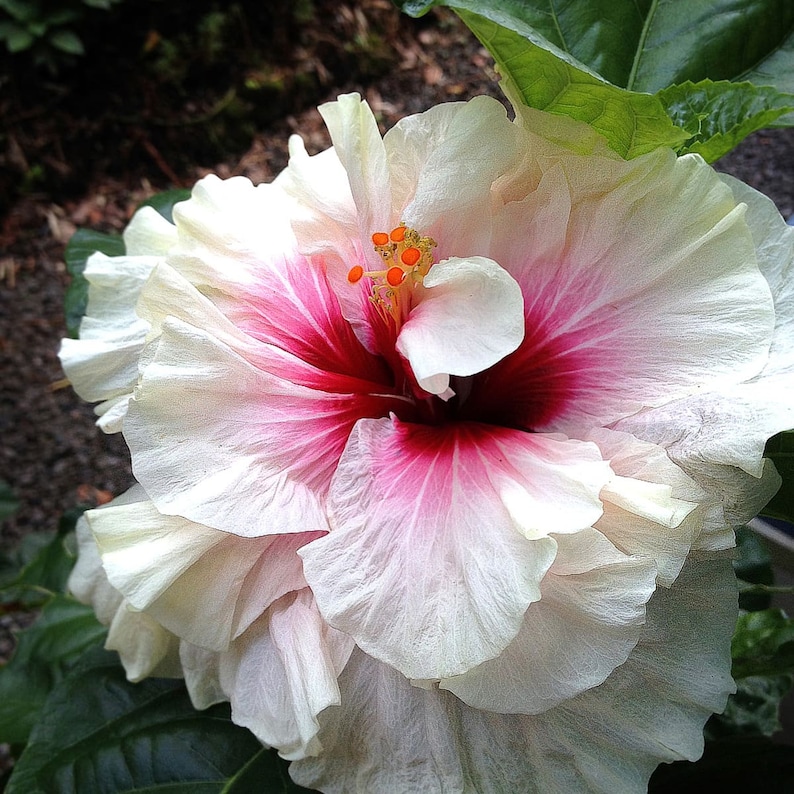 20 Hibiscus mutabilis Flower Seeds FW97015-10 image 1