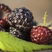 50 Black Raspberry Seeds TW91008 - Etsy
