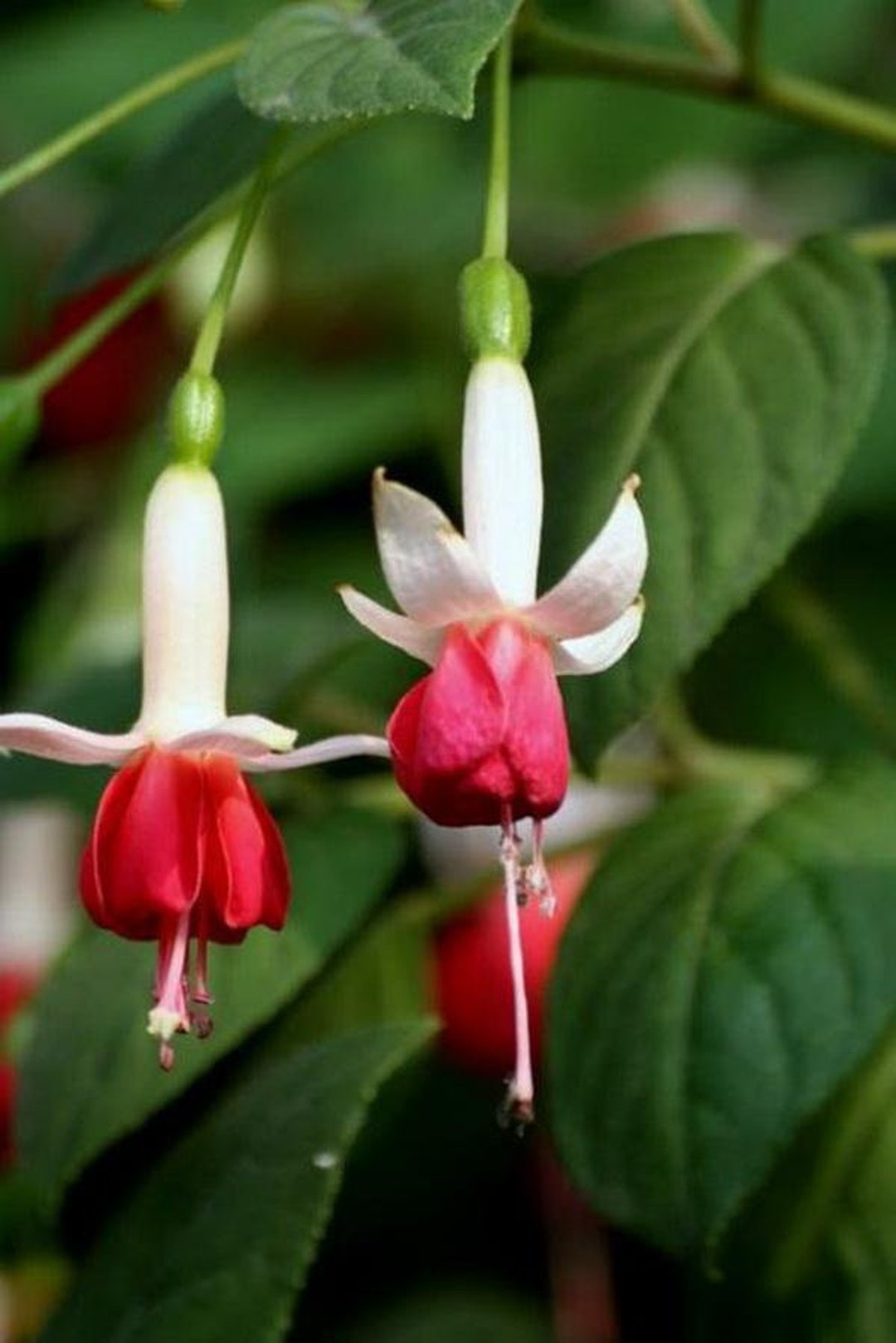 50 Fuchsia Flower Seeds FW952267 Etsy