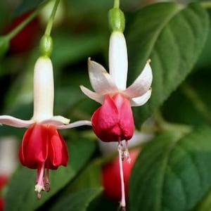 50 Fuchsia Flower Seeds FW95226-7