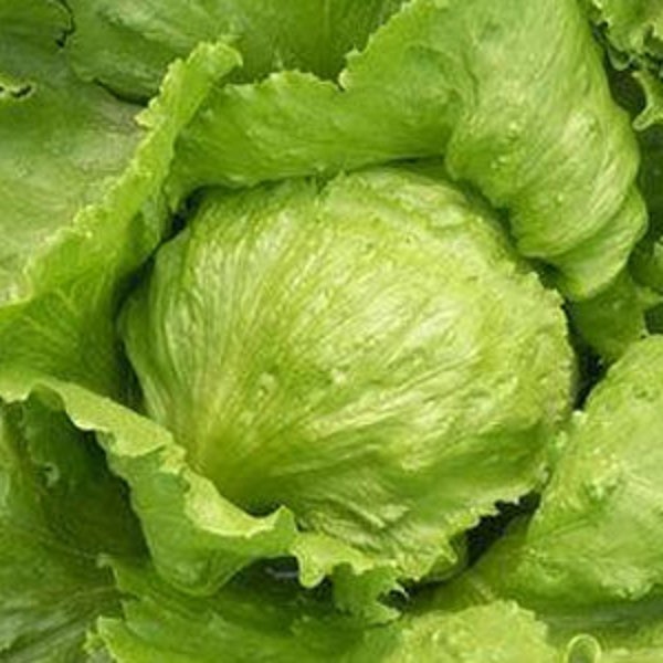 500 Tennis Ball Lettuce Seeds AW95136