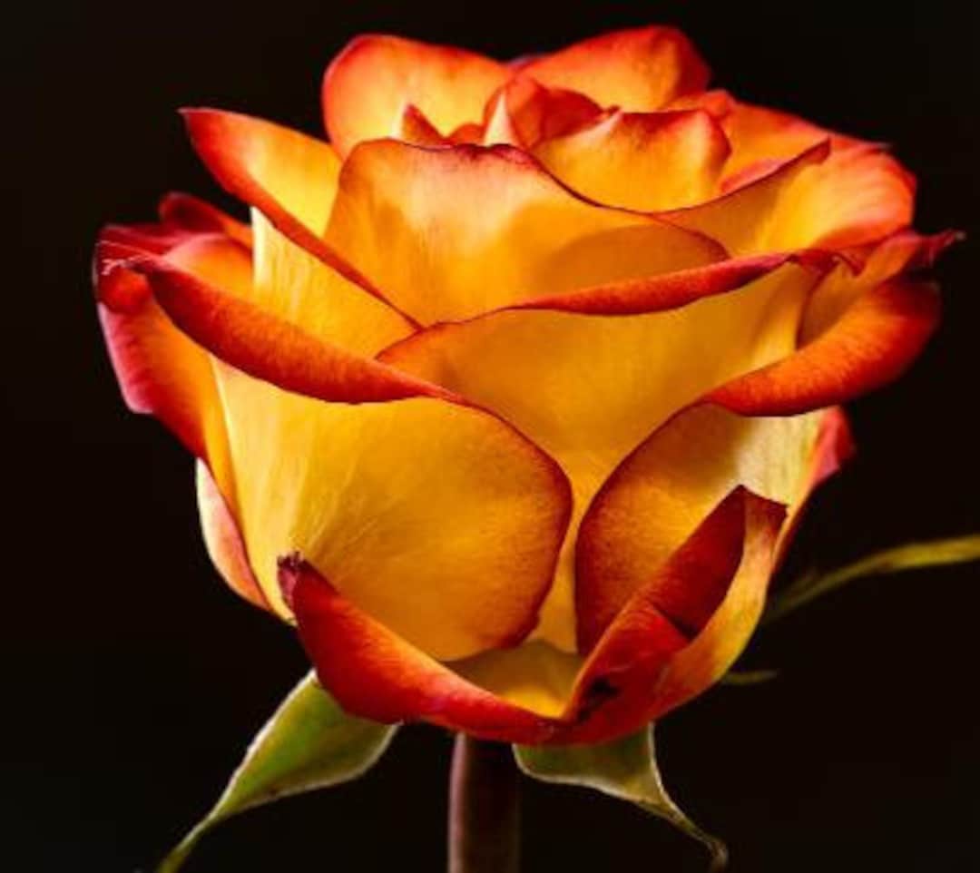10 Rose Rosa Flower Seeds HW96109-517 - Etsy