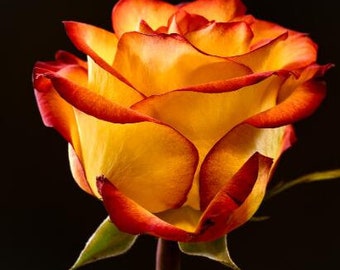 10 Rose Rosa Flower Seeds HW96109-517