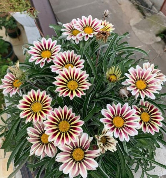 【SJ18762】SEED / Shiny Day 30 Gazania Seeds New Day Rose Stripe Seeds BW91018-9 - Etsy