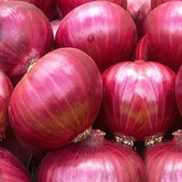 230 Organic Red Onion Seeds AW95585