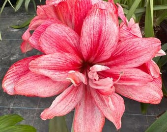 May include: A large, pink amaryllis flower with white stripes. The flower is in full bloom and has a delicate, ruffled appearance.