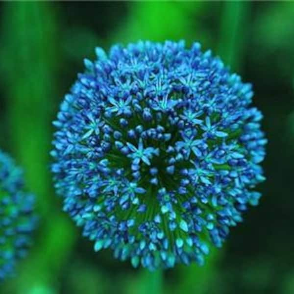 20 Giant Ball Onion Allium Christophii Huge Hardy Perennial Seeds CW91008-2