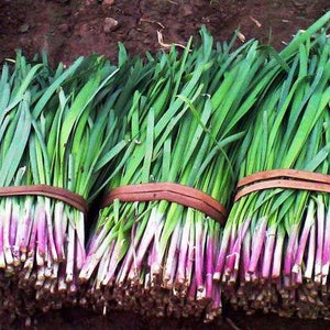 200 Garlic Chives Seeds AW98099