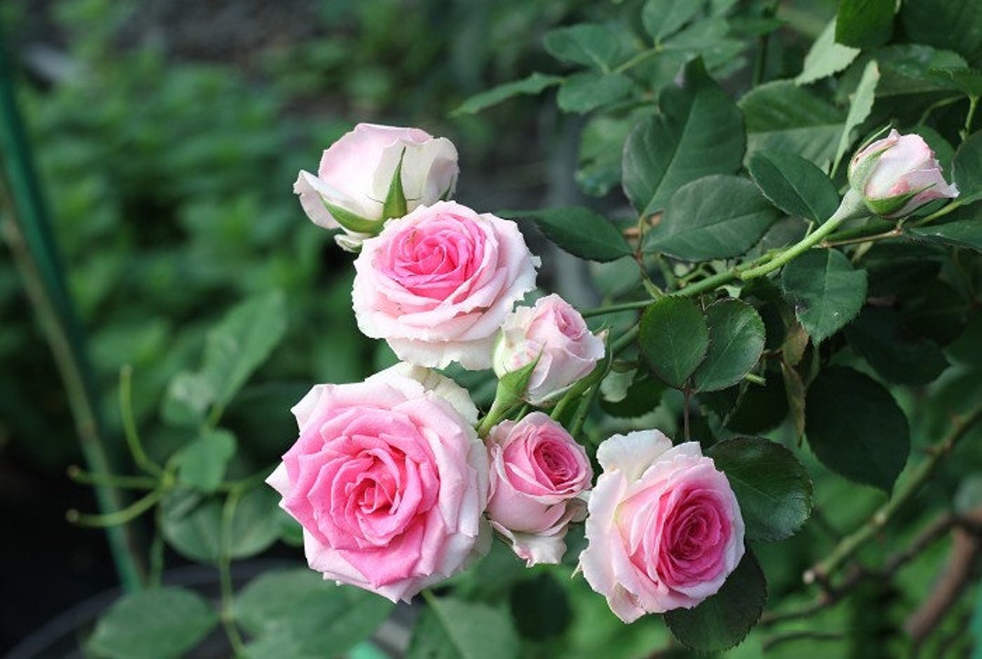 Roséページ 10 Rose Rosa Flower Seeds HW96109-510 - Etsy