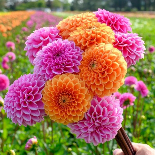 30 Dahlia Pompon Seeds BW91059