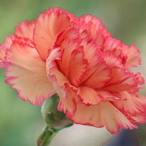 May include: A close-up of a single pink and white carnation flower with ruffled petals. The flower is in focus, while the background is blurred.