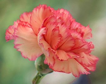 30 Carnation Dianthus Caryophyllus Chabaud Flower Seeds BW91072-5