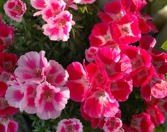 30 Farewell To Spring Seeds mix Clarkia amoena/unguiculata BW91025