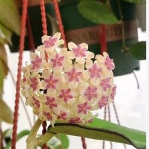 Pode incluir: Um grupo de pequenas flores em forma de estrela com pétalas amarelo claro e centros rosa. As flores estão dispostas em forma de bola e crescem em uma videira.
