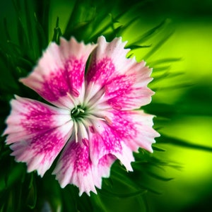 20 Dianthus chinensis Flower Seeds DW91003-24