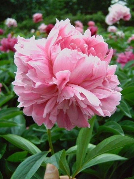 5 Peony Flower Seeds BW991010-75 - Etsy