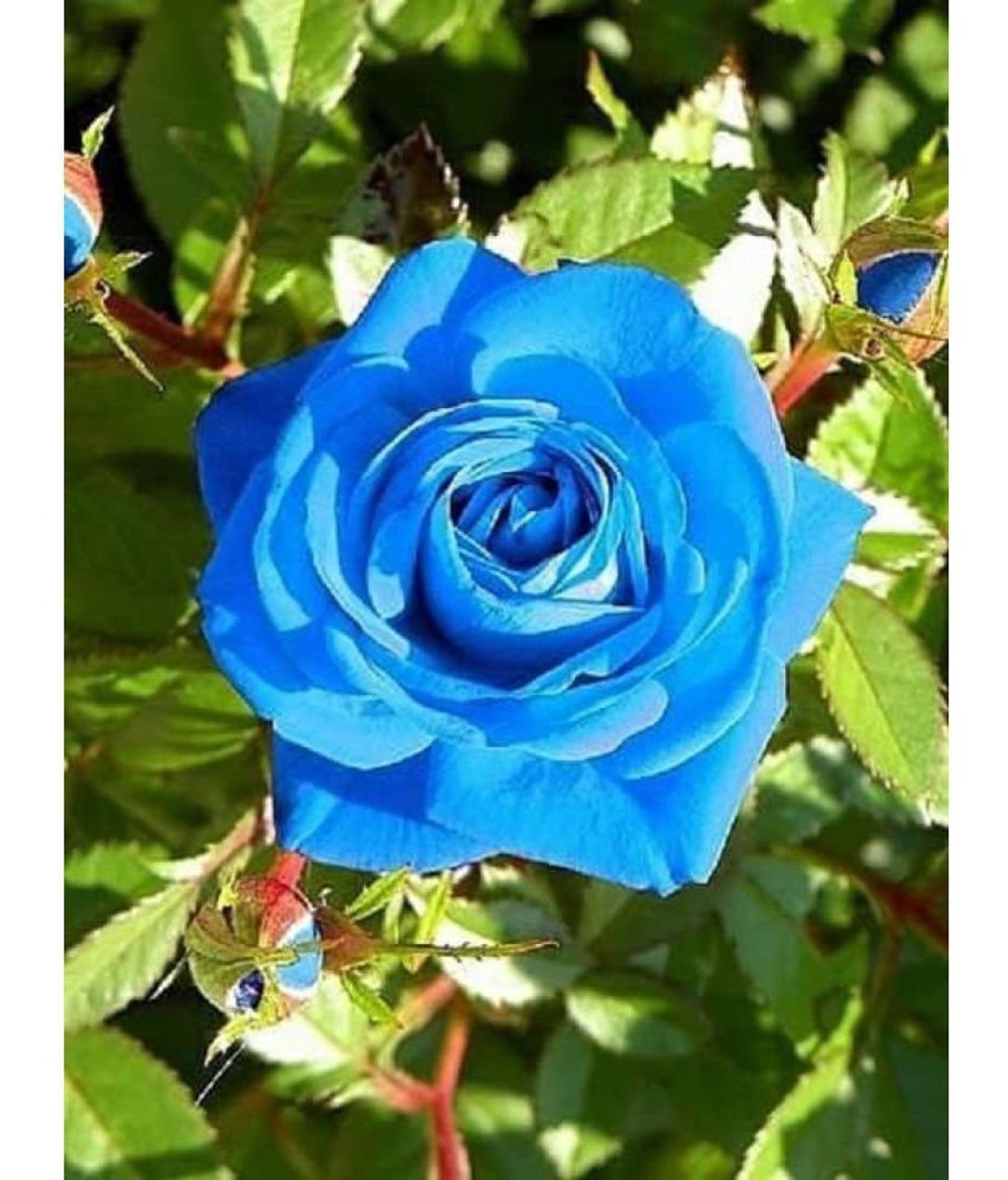 10 ROSE Rosa Flower Seeds BW97001-85 - Etsy