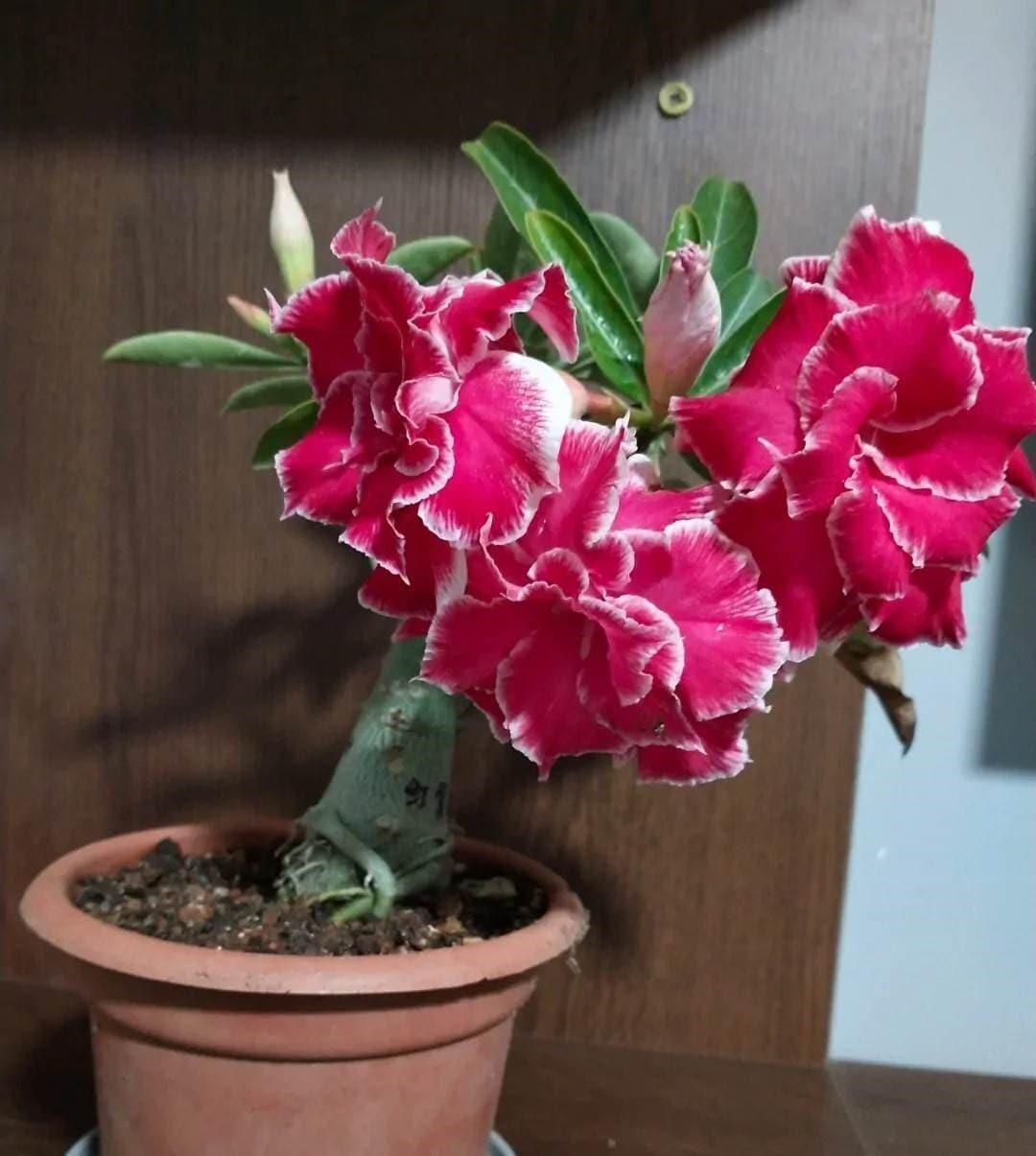 5 Rare Desert Rose Flowers Seeds FW9522735 Etsy