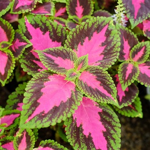 100 Rainbow Coleus Seeds F4024-15