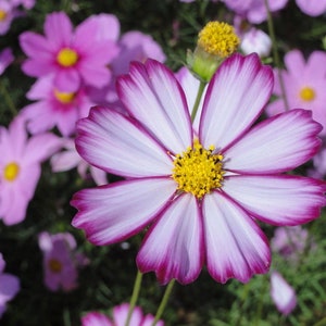 50 Cosmos Picotee Seeds Cosmos bipinnatus BW91014