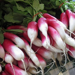50 French Breakfast Radish Heirloom Seeds AW95352