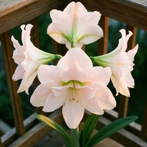 May include: Close-up of a cluster of pale pink amaryllis flowers. The blossoms have a delicate, layered petal structure with green accents at the base. The flowers are in full bloom, with green leaves and stems.