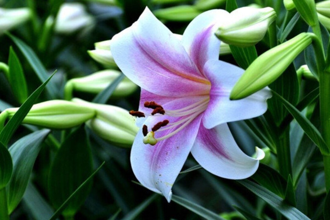 2 Rose Lily Flower Bulbs F521320 Etsy