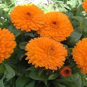 50 Calendula Flower Seeds BW91003