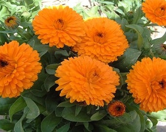 May include: Close-up of a cluster of bright orange calendula flowers in full bloom. The flowers have a delicate, ruffled appearance and are surrounded by lush green foliage.
